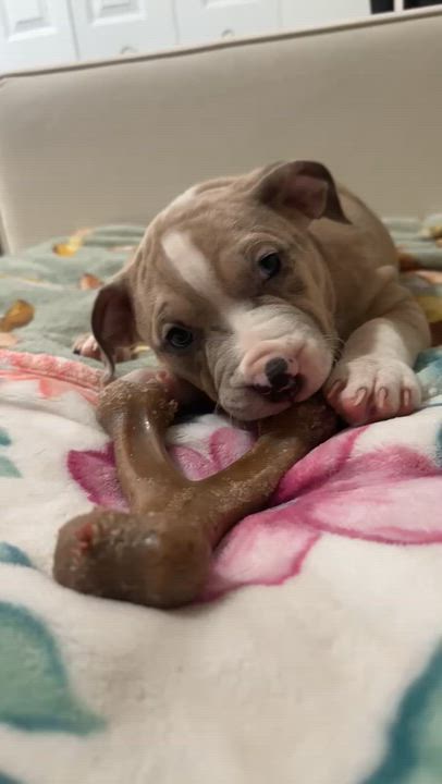 Enlarge Kevin II, an adopted Pit Bull Terrier in Peotone, IL video 4/6