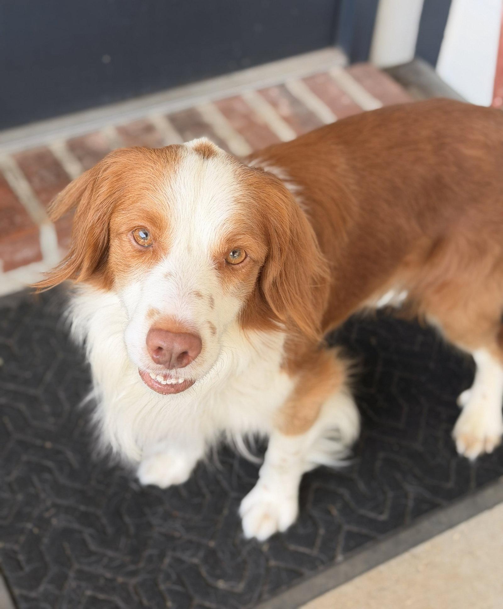 TX/Tank Fritz (LA), Adoptable, Adult Male Brittany Spaniel & Spaniel.