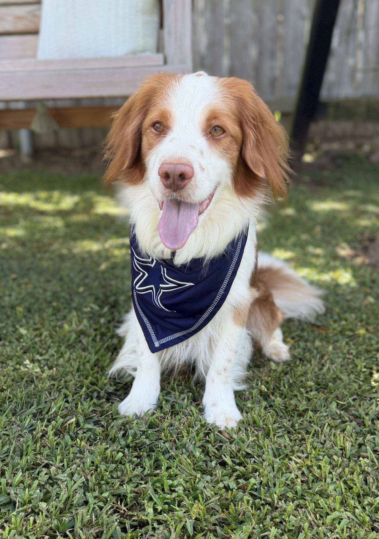 Enlarge TX/Tank Fritz (LA), a Adoptable mixed breed in Dallas, TX image 2/3