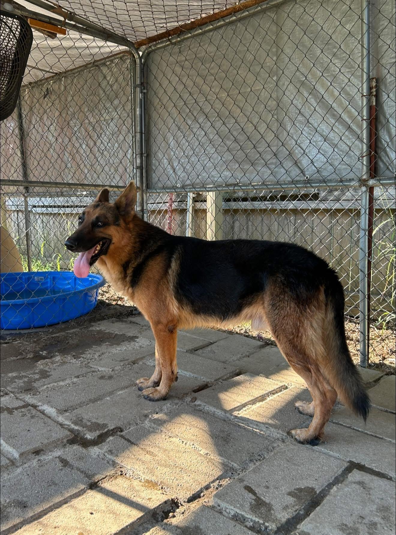 Enlarge Rambo, a Adopted German Shepherd Dog in Alamo, TN image 2/2