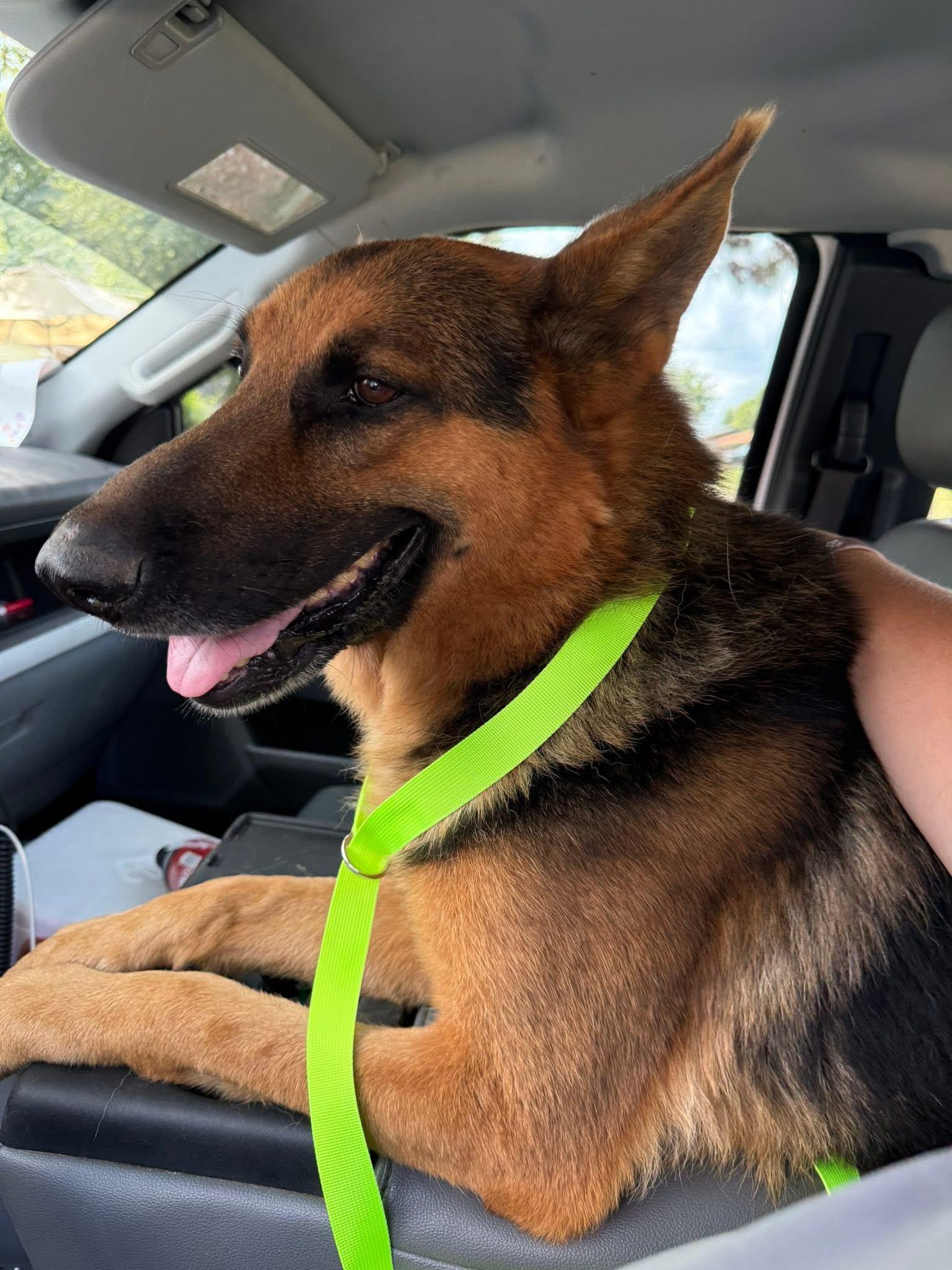 Rambo, Adopted, Adult Male German Shepherd Dog.