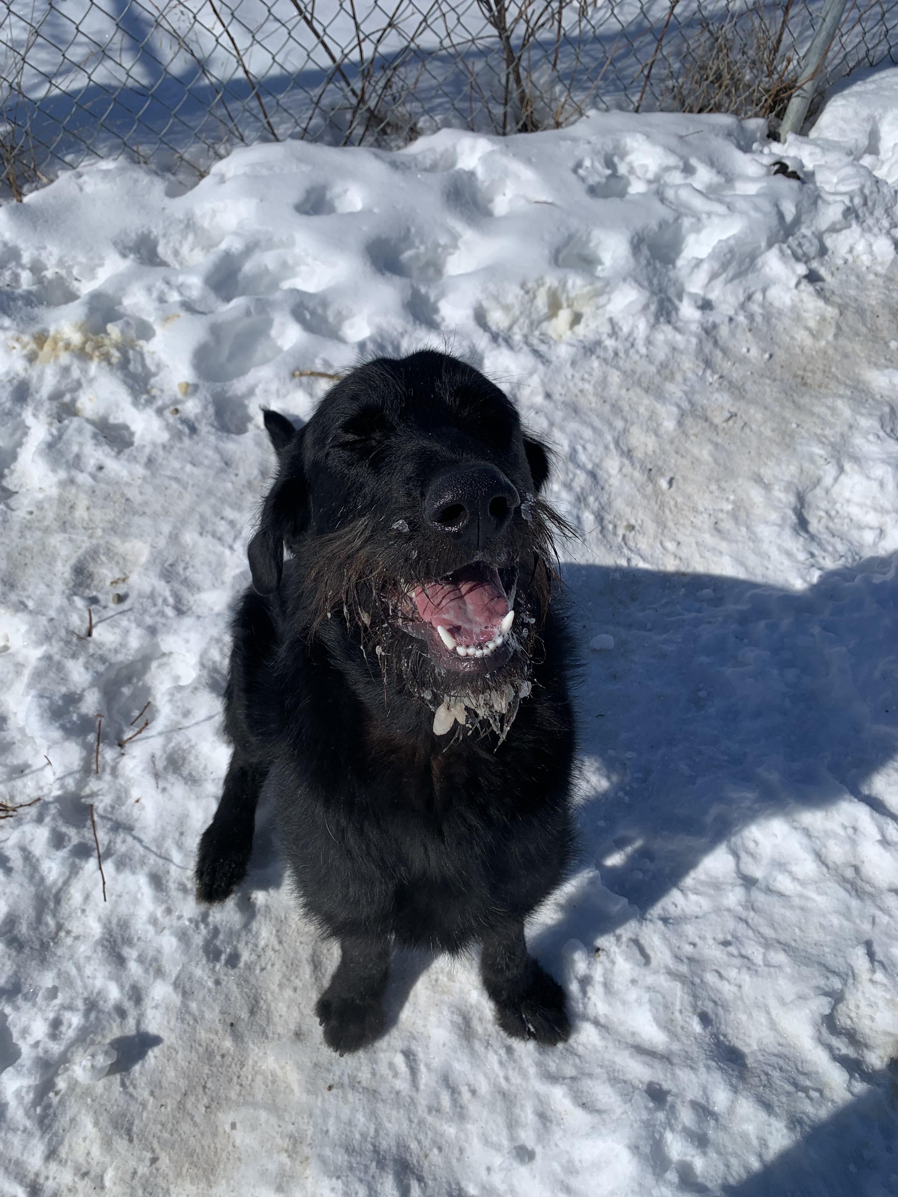 Enlarge Sully, an adopted mixed breed in Bonnyville, AB image 1/2