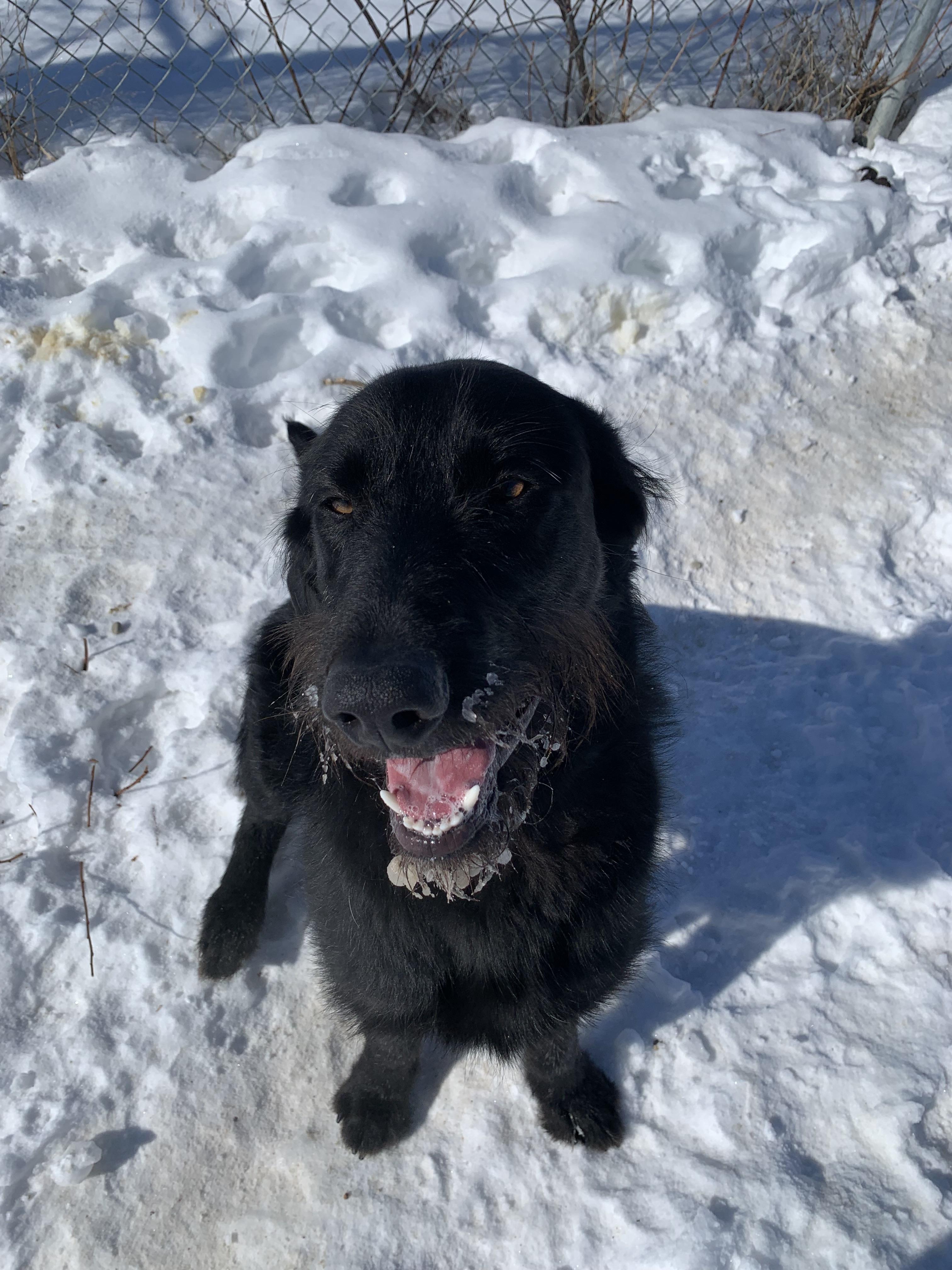 Enlarge Sully, an adopted mixed breed in Bonnyville, AB image 2/2