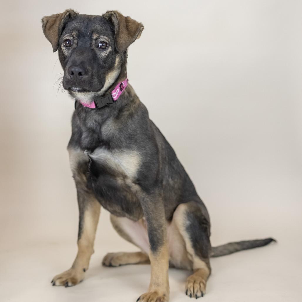 Lili, adopted, Young Female Mixed Breed.