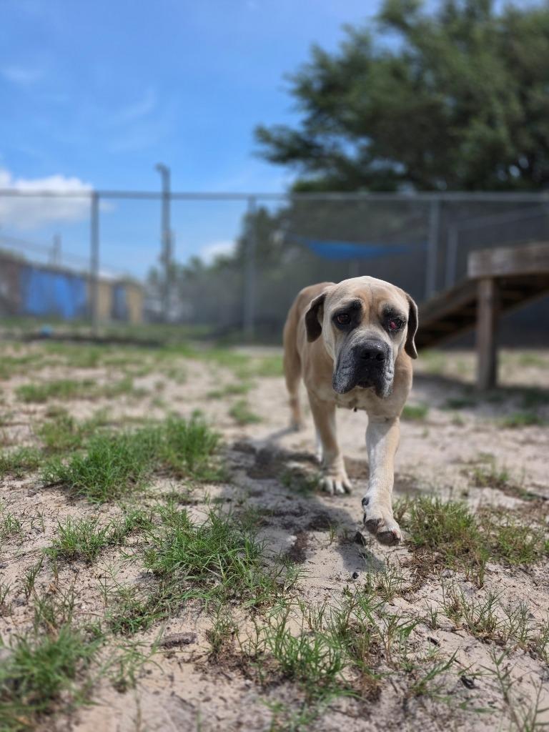 Savannah, Adoptable, Adult Female Neapolitan Mastiff & Mixed Breed.