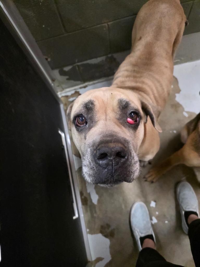 Enlarge Savannah, a Adoptable mixed breed in Rockport, TX image 1/1