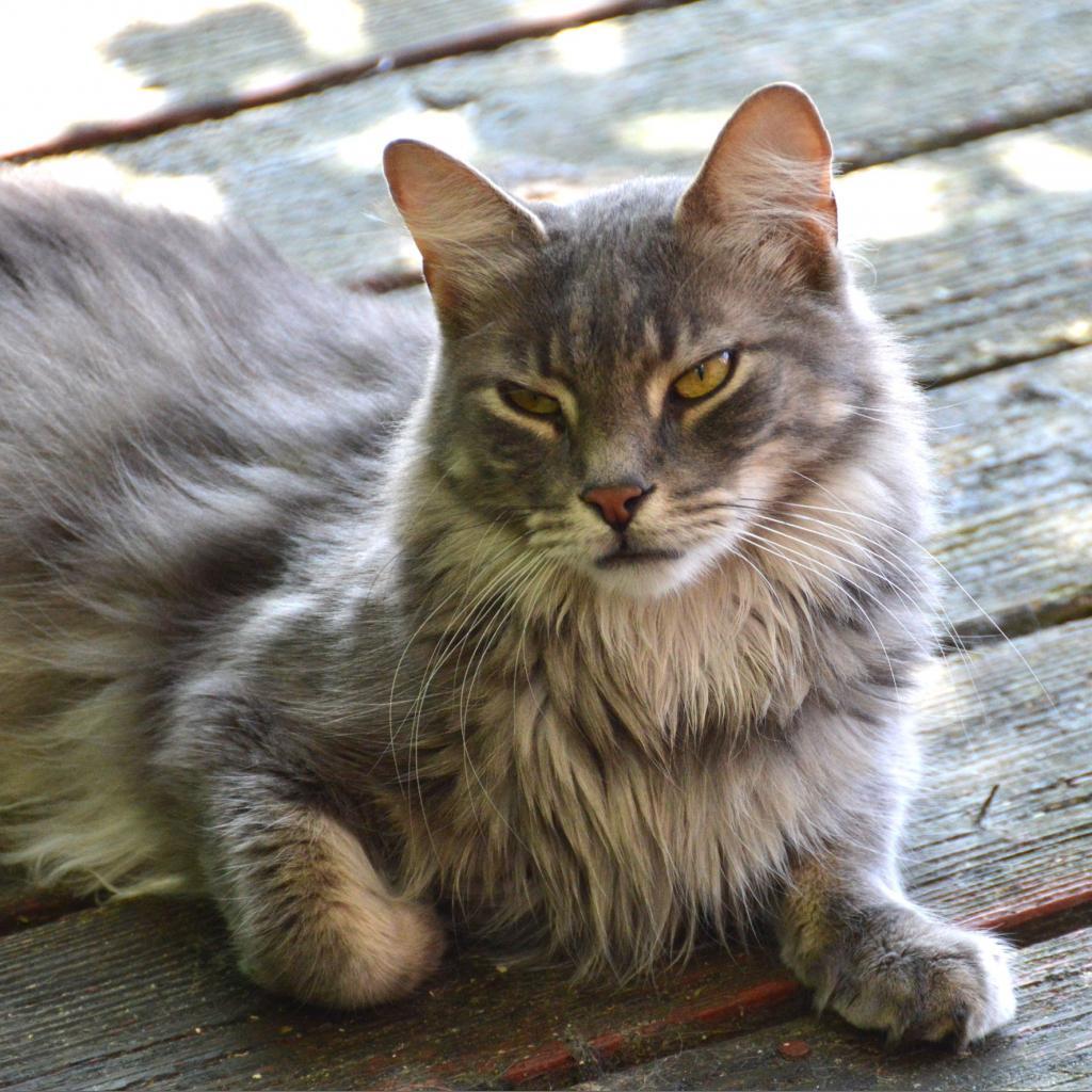 Ziggy, Adoptable, Senior Male Domestic Long Hair.