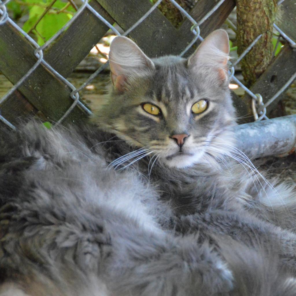 Ziggy, a Adoptable Domestic Long Hair in Middletown, NY image 2/6