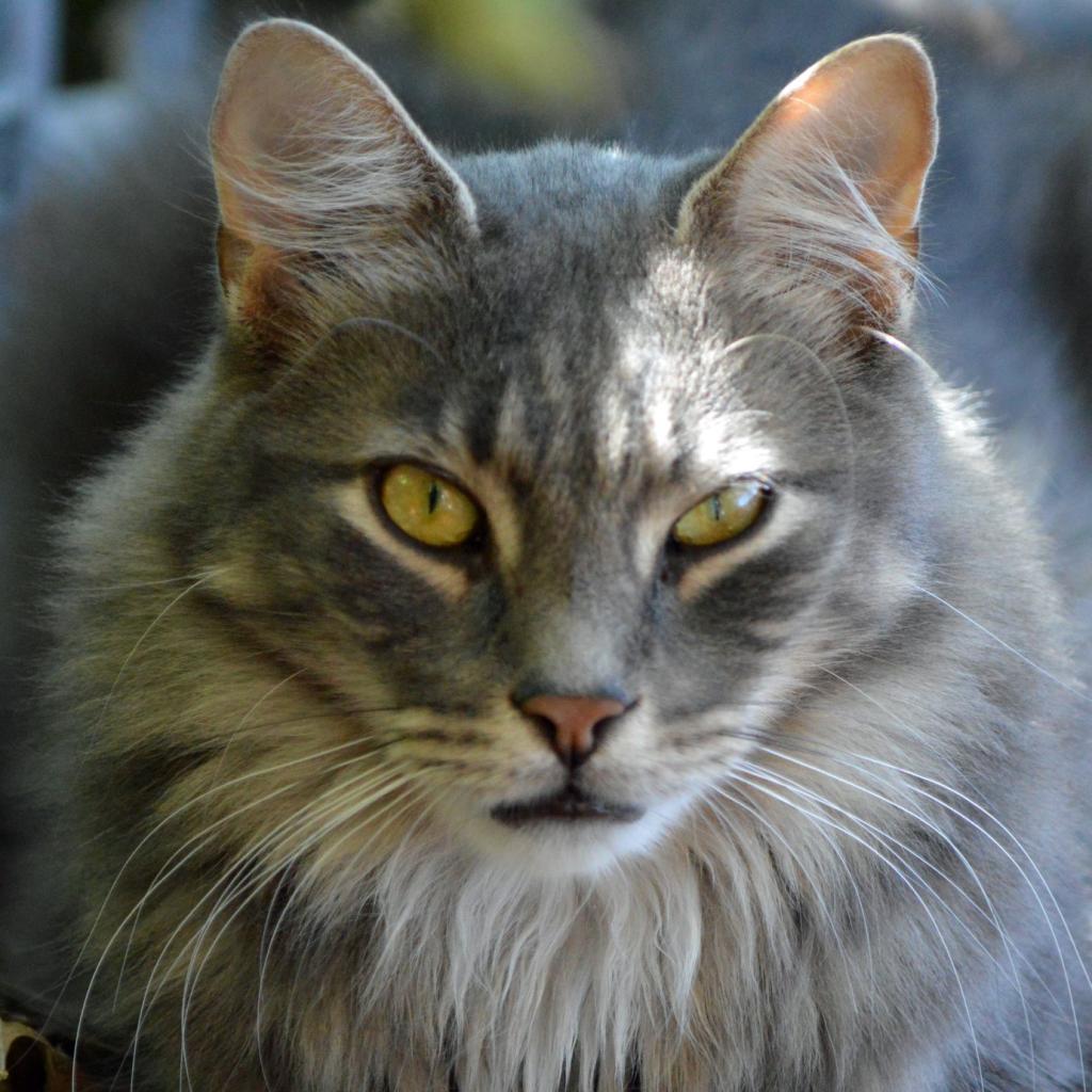 Ziggy, a Adoptable Domestic Long Hair in Middletown, NY image 3/6