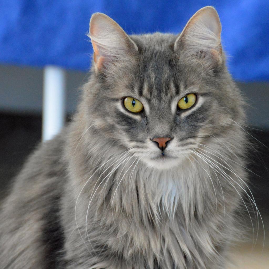 Ziggy, a Adoptable Domestic Long Hair in Middletown, NY image 4/6
