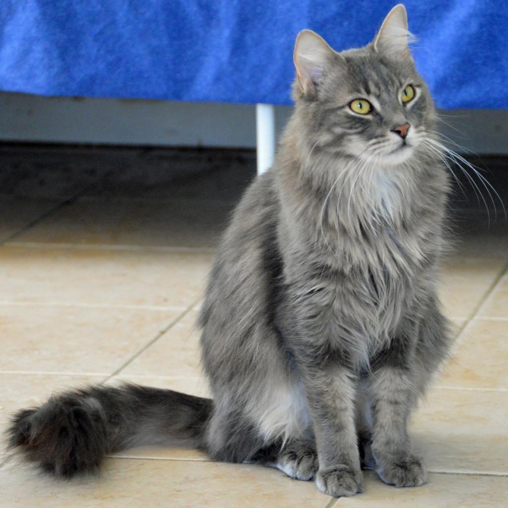 Enlarge Ziggy, a Adoptable Domestic Long Hair in Middletown, NY image 5/6