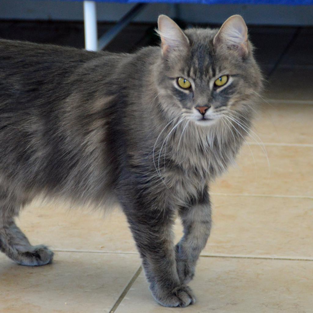 Ziggy, a Adoptable Domestic Long Hair in Middletown, NY image 6/6