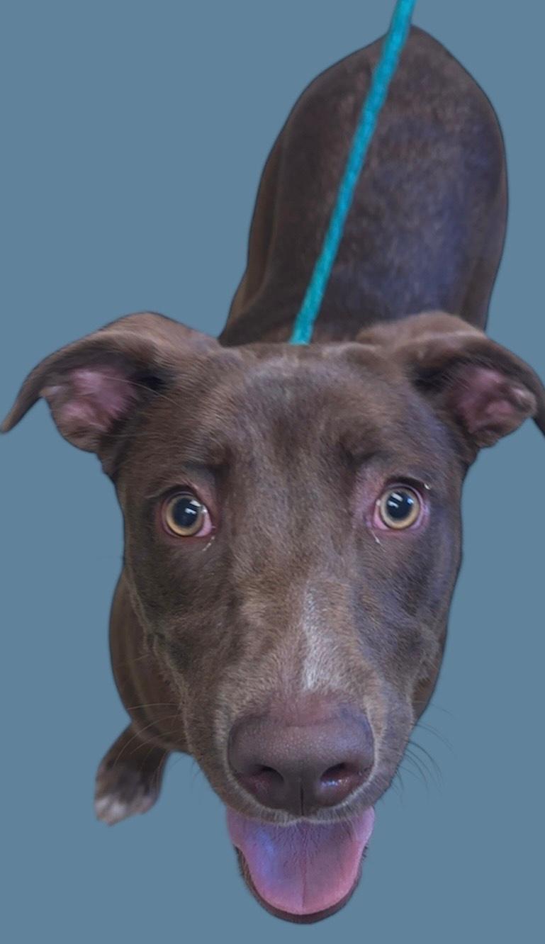 Enlarge October, a Adoptable mixed breed in New Castle, IN image 1/1