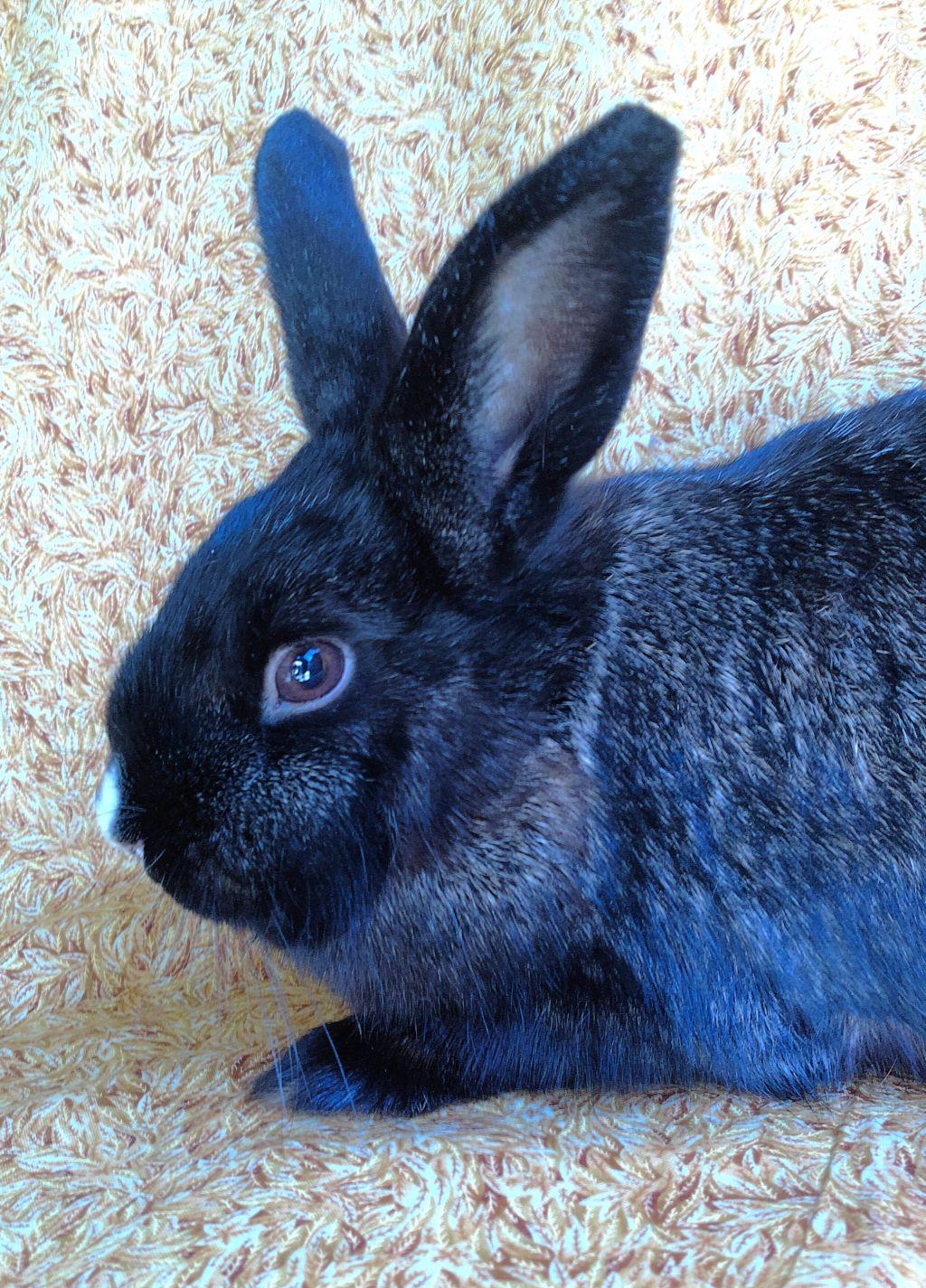 Enlarge Saturn, an adoptable mixed breed in Goleta, CA image 1/2