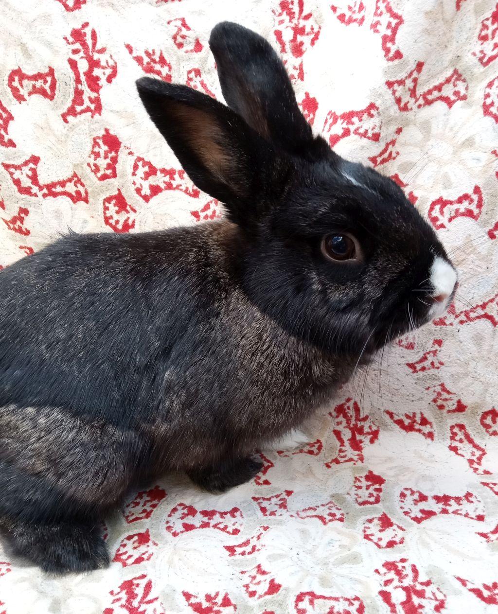 Enlarge Saturn, an adoptable mixed breed in Goleta, CA image 1/2