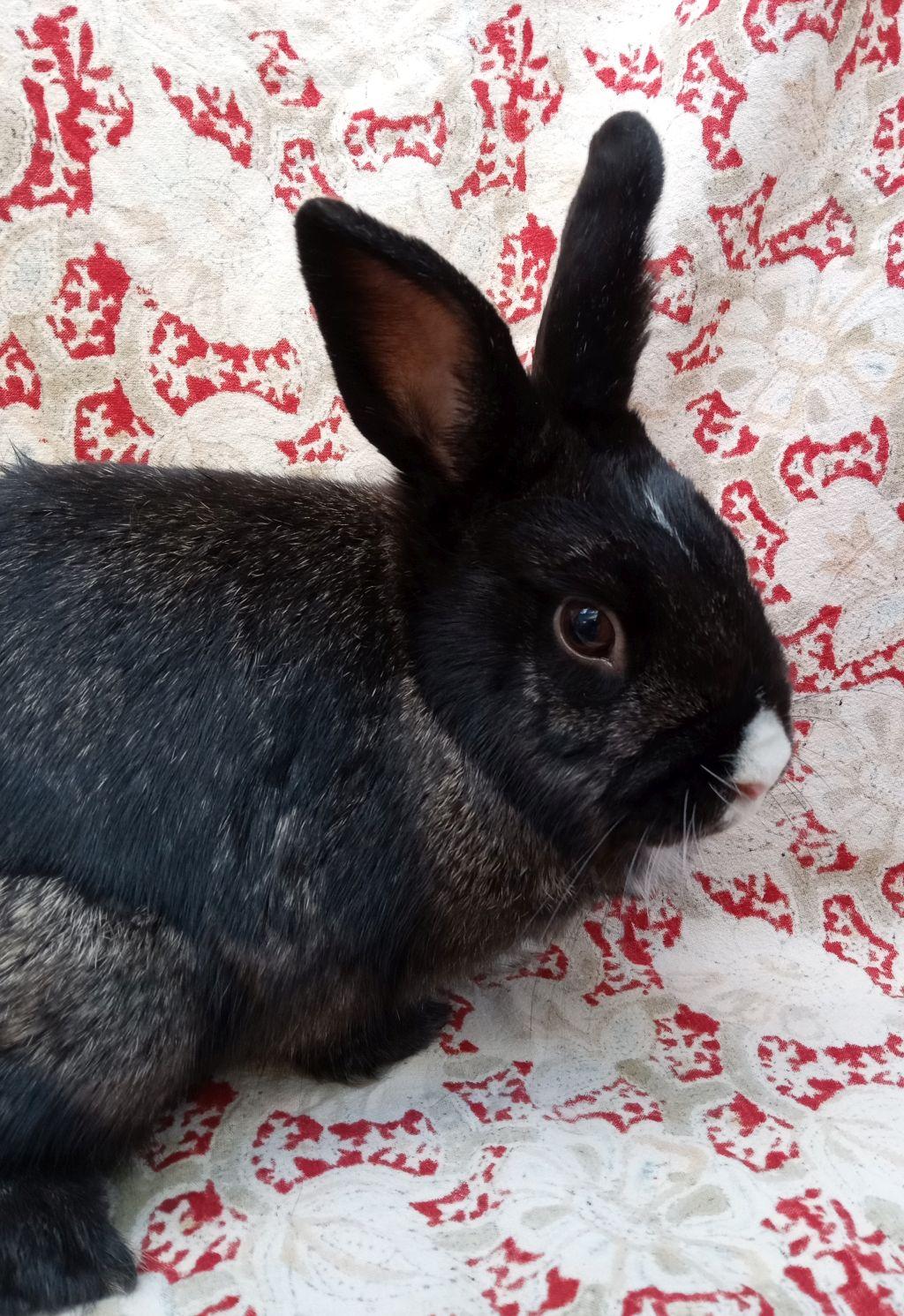 Enlarge Saturn, an adoptable mixed breed in Goleta, CA image 2/2