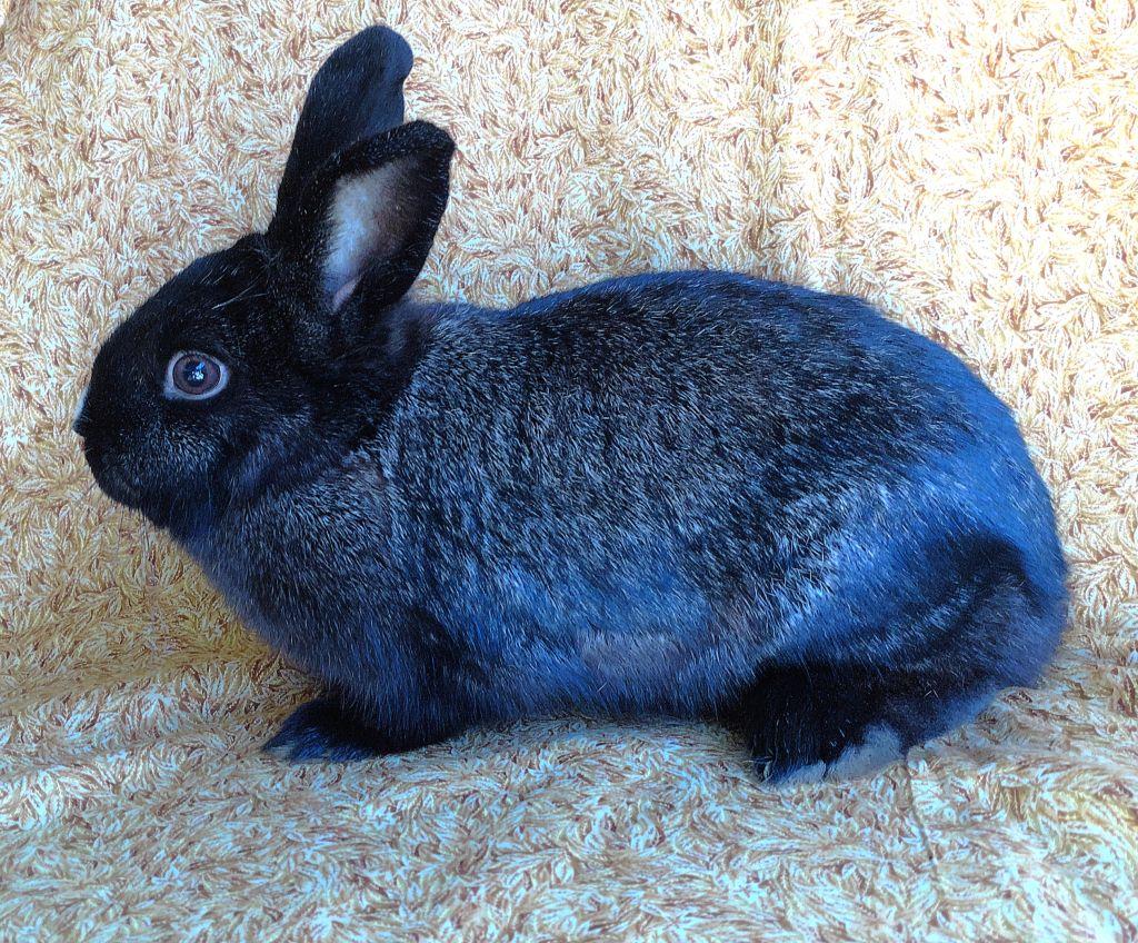 Enlarge Saturn, an adoptable mixed breed in Goleta, CA image 2/2