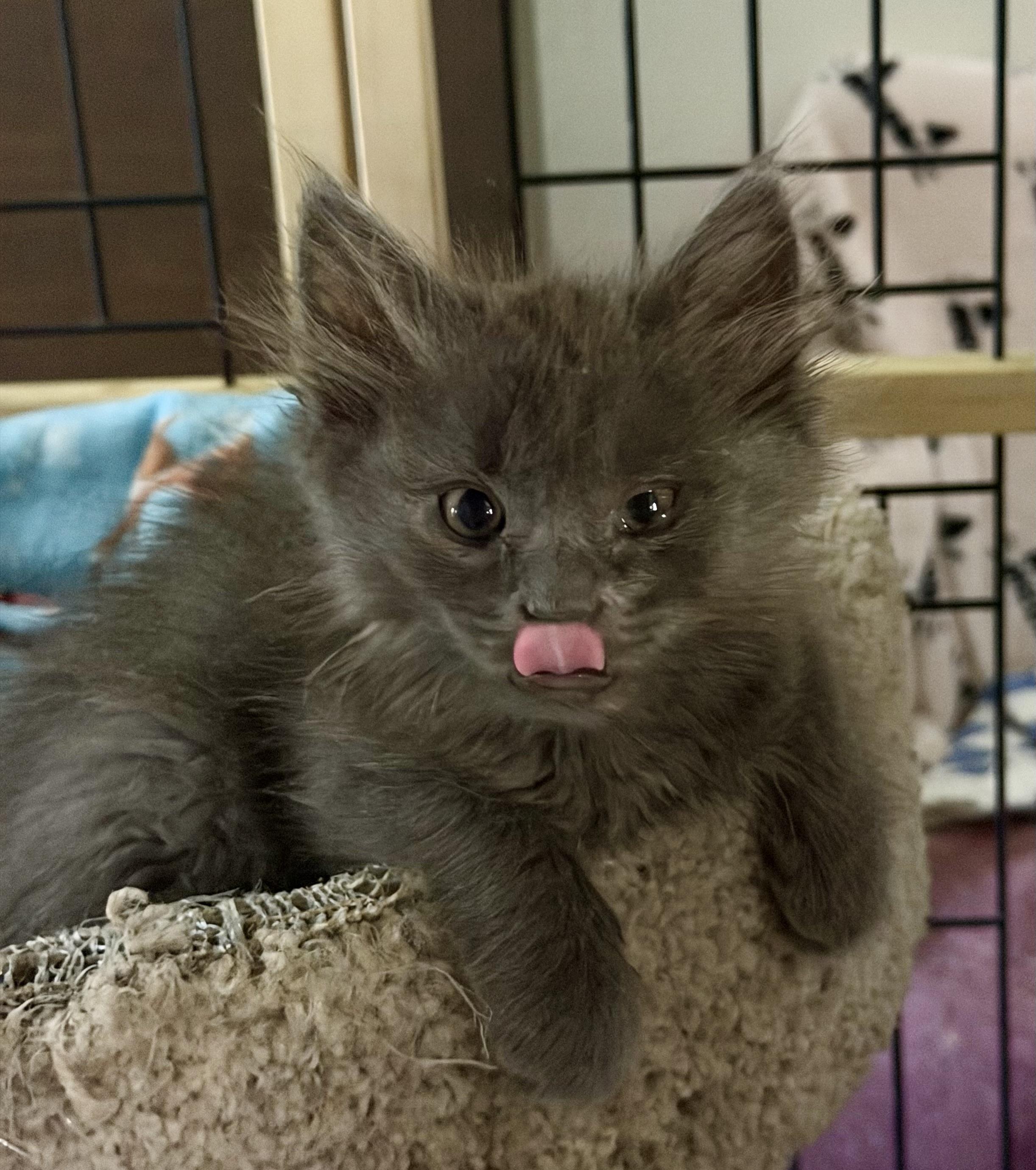Enlarge Blueberry molly, an adopted Domestic Medium Hair in Malibu, CA image 1/1