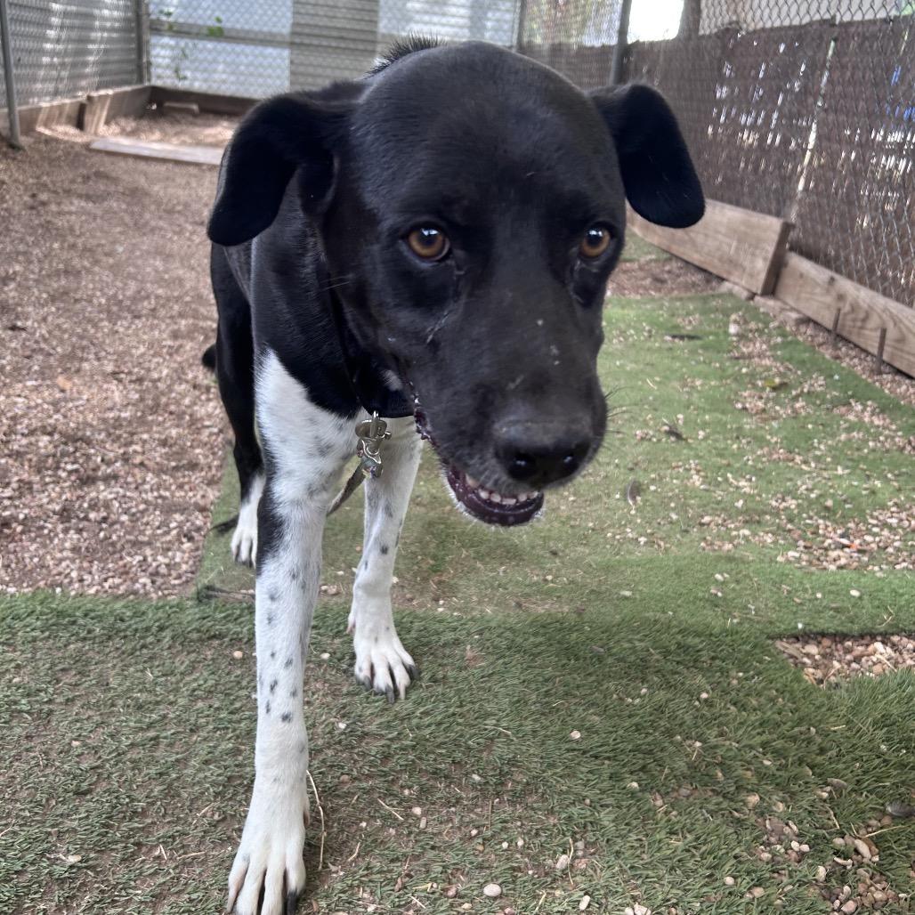 Miss Mam, Adoptable, Adult Female Black Labrador Retriever & Catahoula Leopard Dog.
