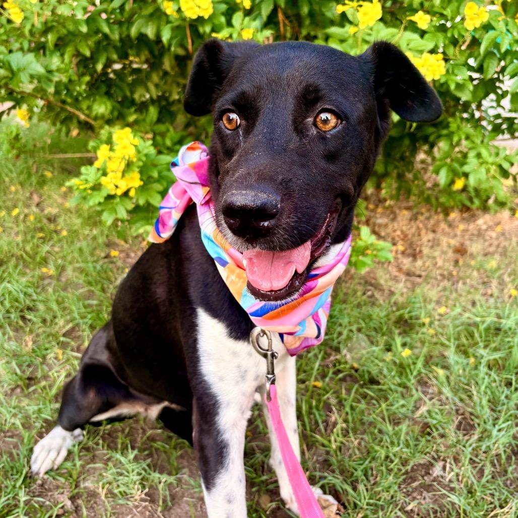 Enlarge Miss Mam, a Adoptable mixed breed in Austin, TX image 2/6
