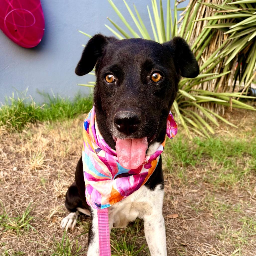 Enlarge Miss Mam, a Adoptable mixed breed in Austin, TX image 3/6