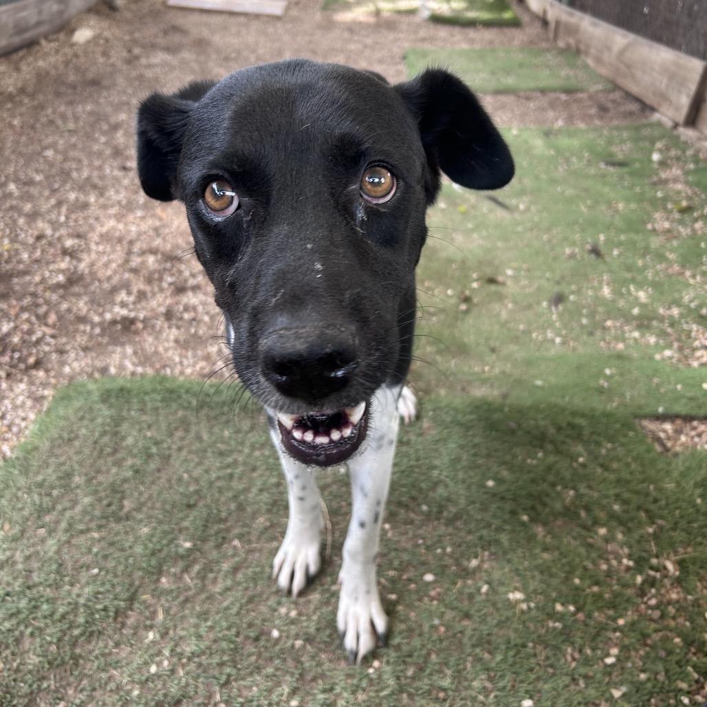 Enlarge Miss Mam, a Adoptable mixed breed in Austin, TX image 4/6