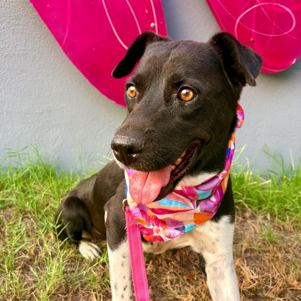 Enlarge Miss Mam, a Adoptable mixed breed in Austin, TX image 5/6