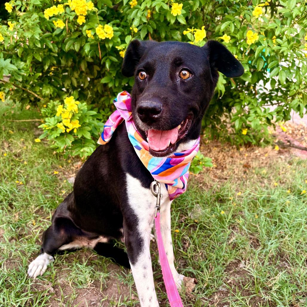 Enlarge Miss Mam, a Adoptable mixed breed in Austin, TX image 6/6