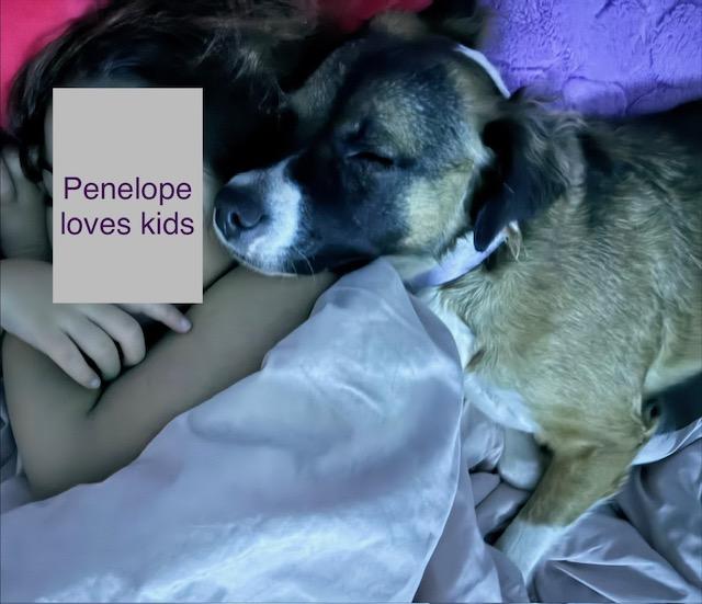 Enlarge Penelope, an adoptable mixed breed in Loudon, TN image 3/6