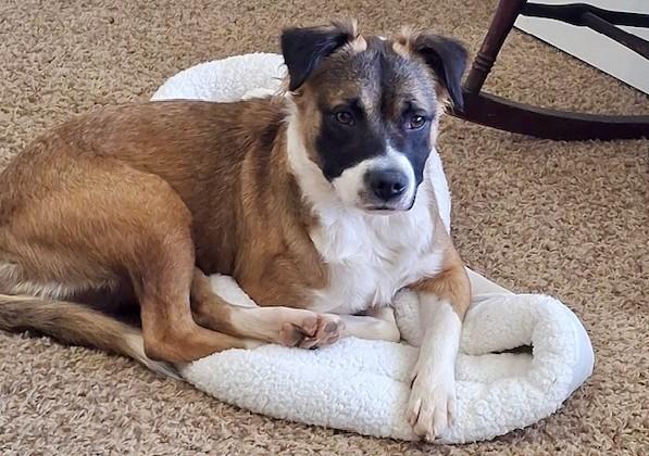 Penelope, Adoptable, Young Female Mixed Breed & Australian Shepherd.