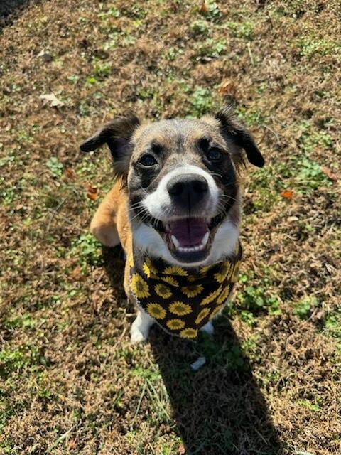 Enlarge Penelope, a Adoptable mixed breed in Loudon, TN image 2/3