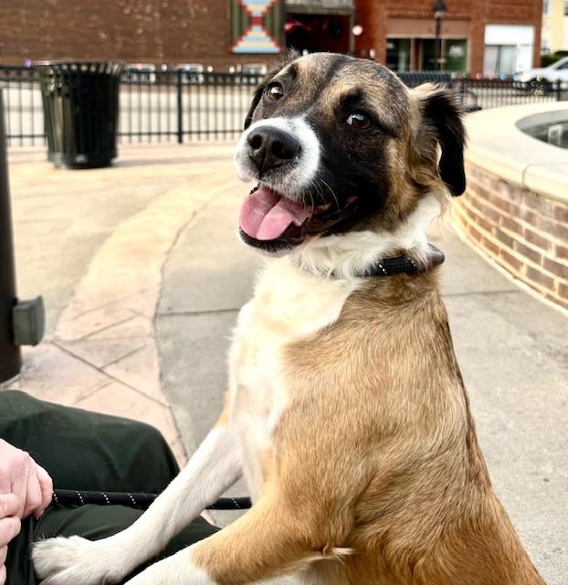 Penelope, an adoptable mixed breed in Loudon, TN image 2/5
