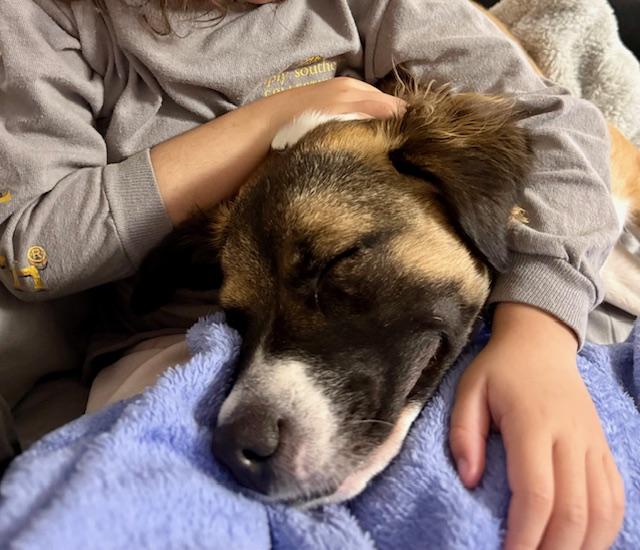 Enlarge Penelope, an adoptable mixed breed in Loudon, TN image 5/6