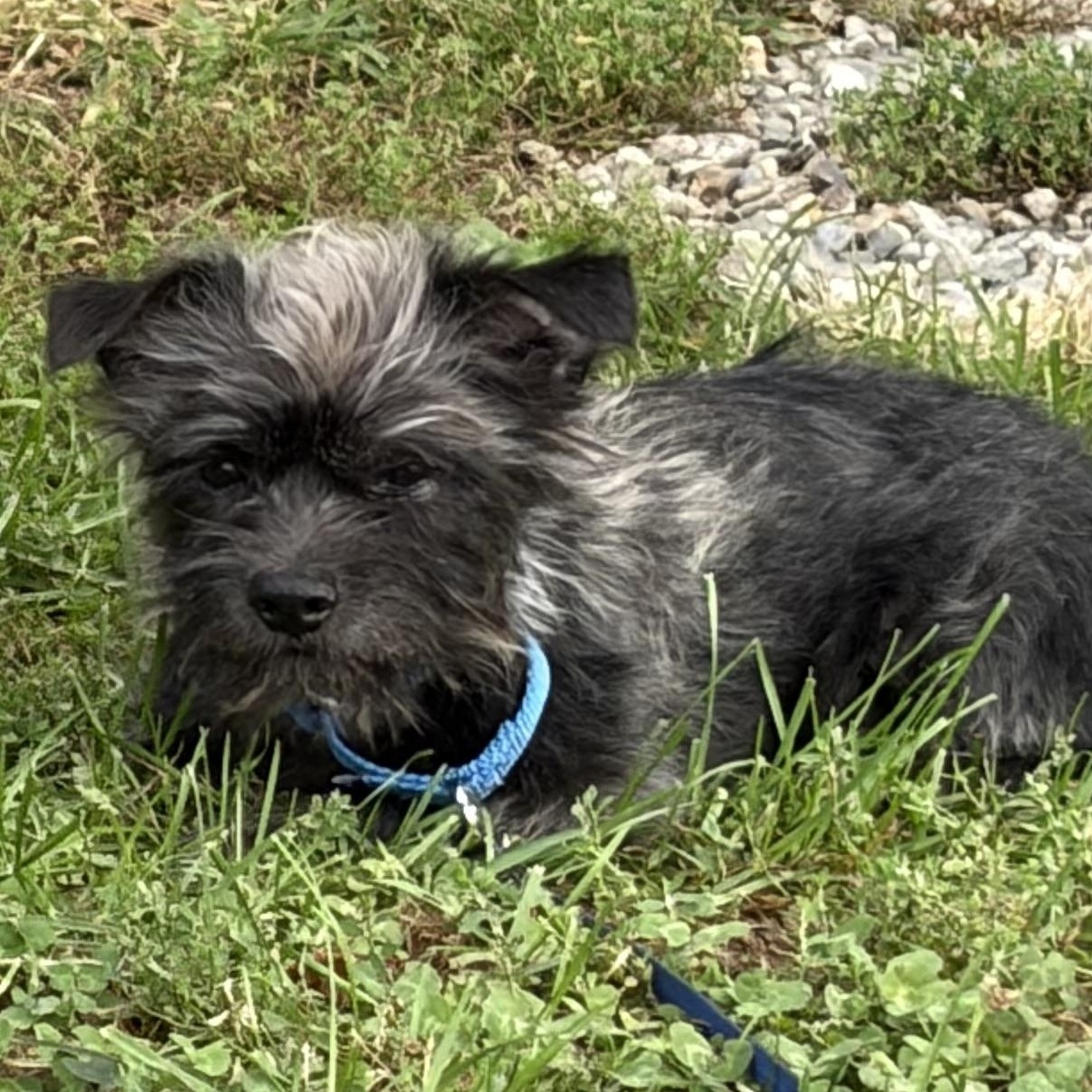 Enlarge Forest (FKA Tippy), a Adoptable mixed breed in West Grove, PA image 1/3