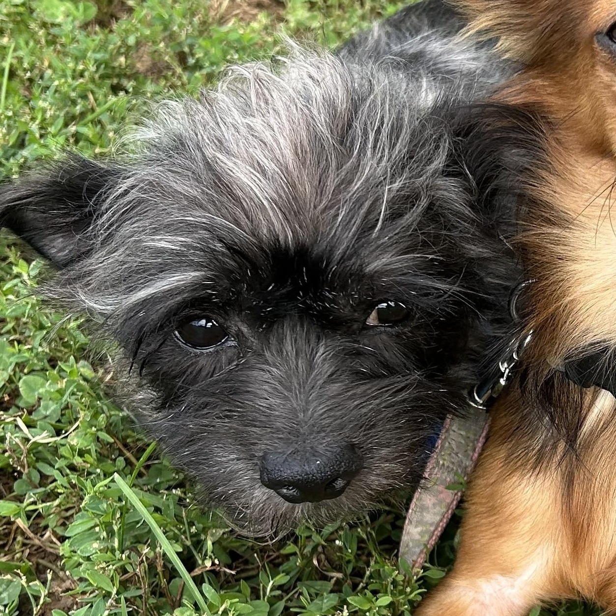 Enlarge Forest (FKA Tippy), a Adoptable mixed breed in West Grove, PA image 2/3