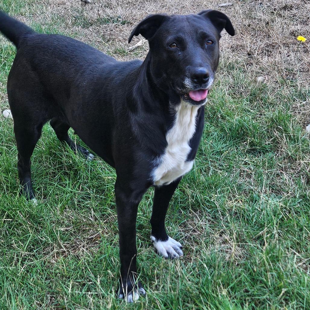 Dixie, Adoptable, Adult Female Shar-Pei & Mixed Breed.