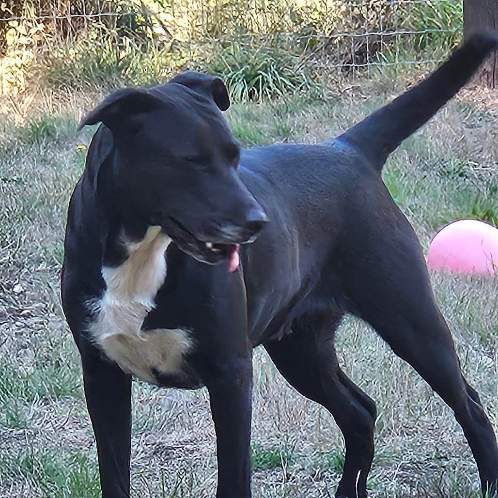 Dixie, a Adoptable mixed breed in Allyn, WA image 2/4