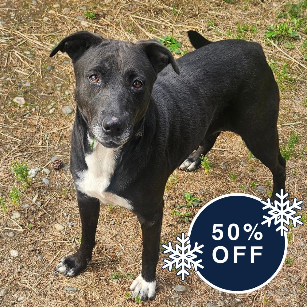 Dixie, a Adoptable mixed breed in Allyn, WA image 3/4