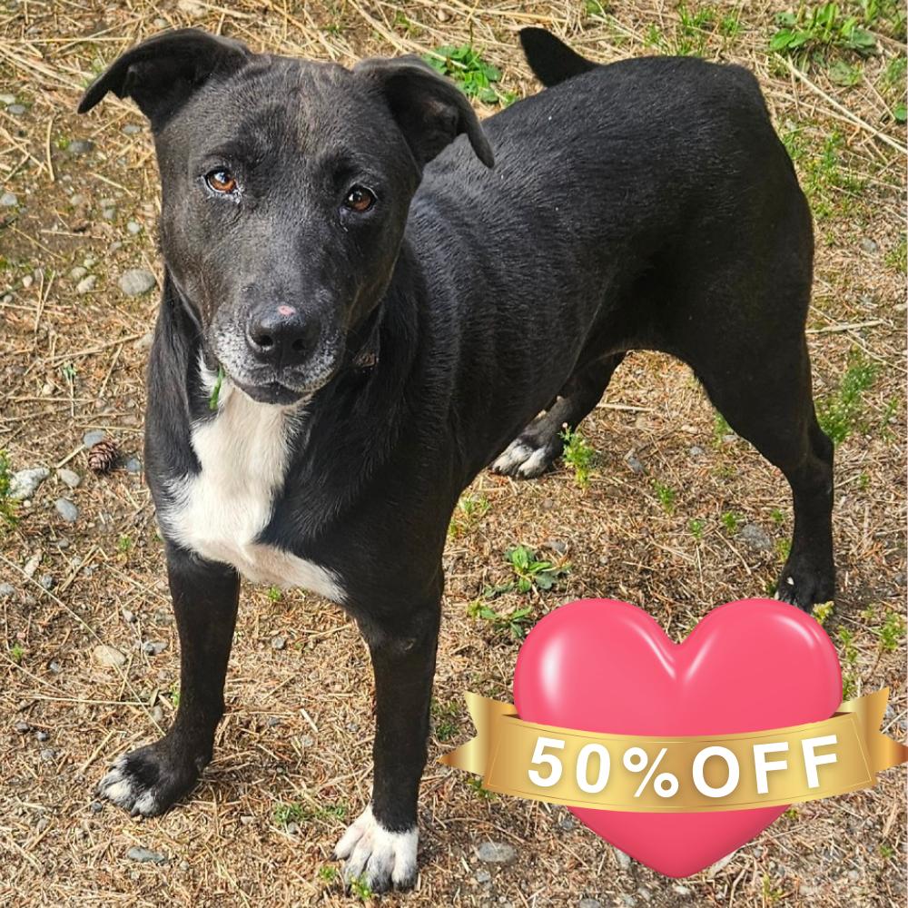 Enlarge Dixie, a Adoptable mixed breed in Allyn, WA image 4/4