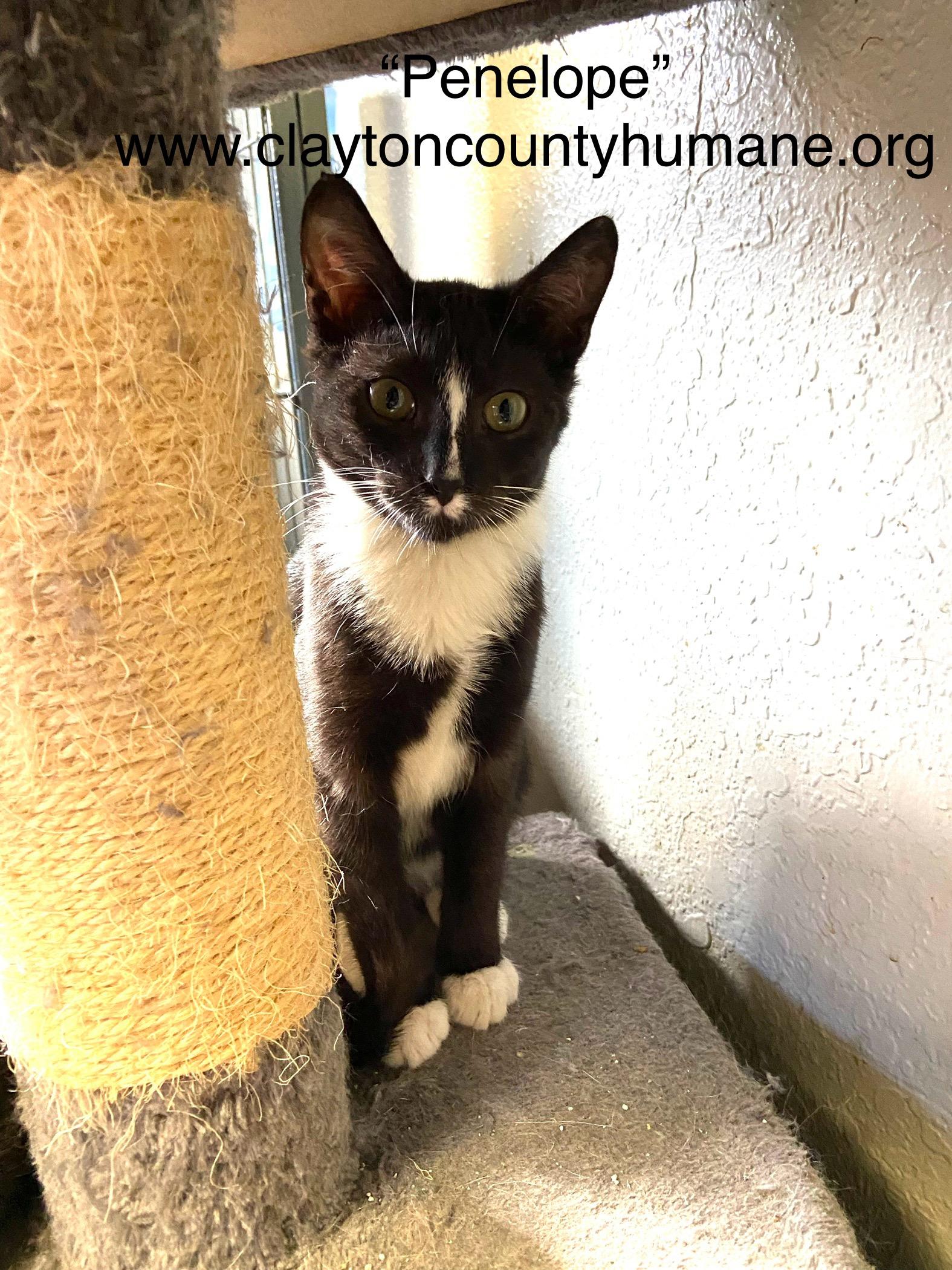 Penelope, Adoptable, Young Female Domestic Short Hair.