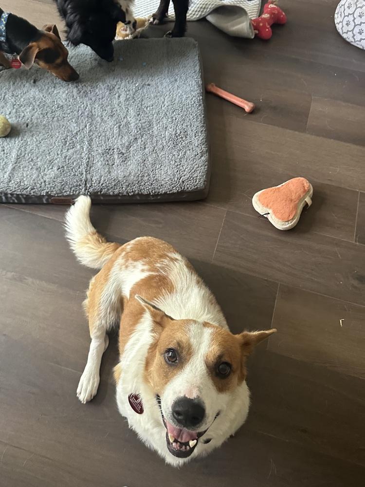 26-043 Ruthie "Coming Soon!", Adoptable, Adult Female Corgi & Australian Cattle Dog / Blue Heeler.