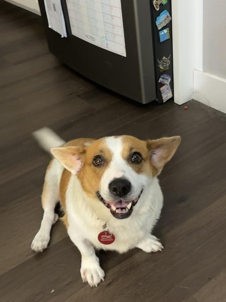26-043 Ruthie "Coming Soon!", a Adoptable mixed breed in Richardson, TX image 3/6