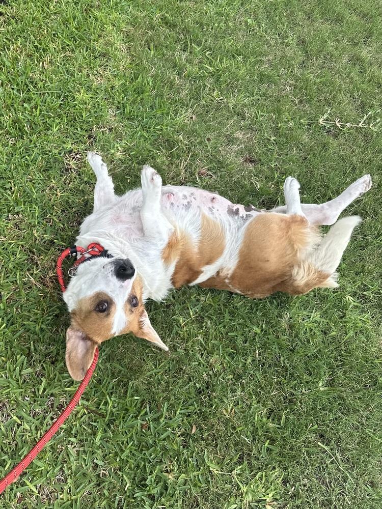 26-043 Ruthie "Coming Soon!", a Adoptable mixed breed in Richardson, TX image 5/6
