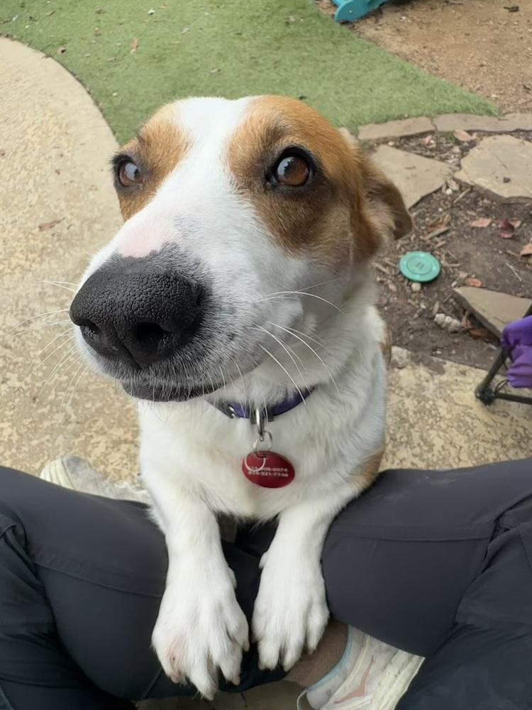26-043 Ruthie "Coming Soon!", a Adoptable mixed breed in Richardson, TX image 6/6