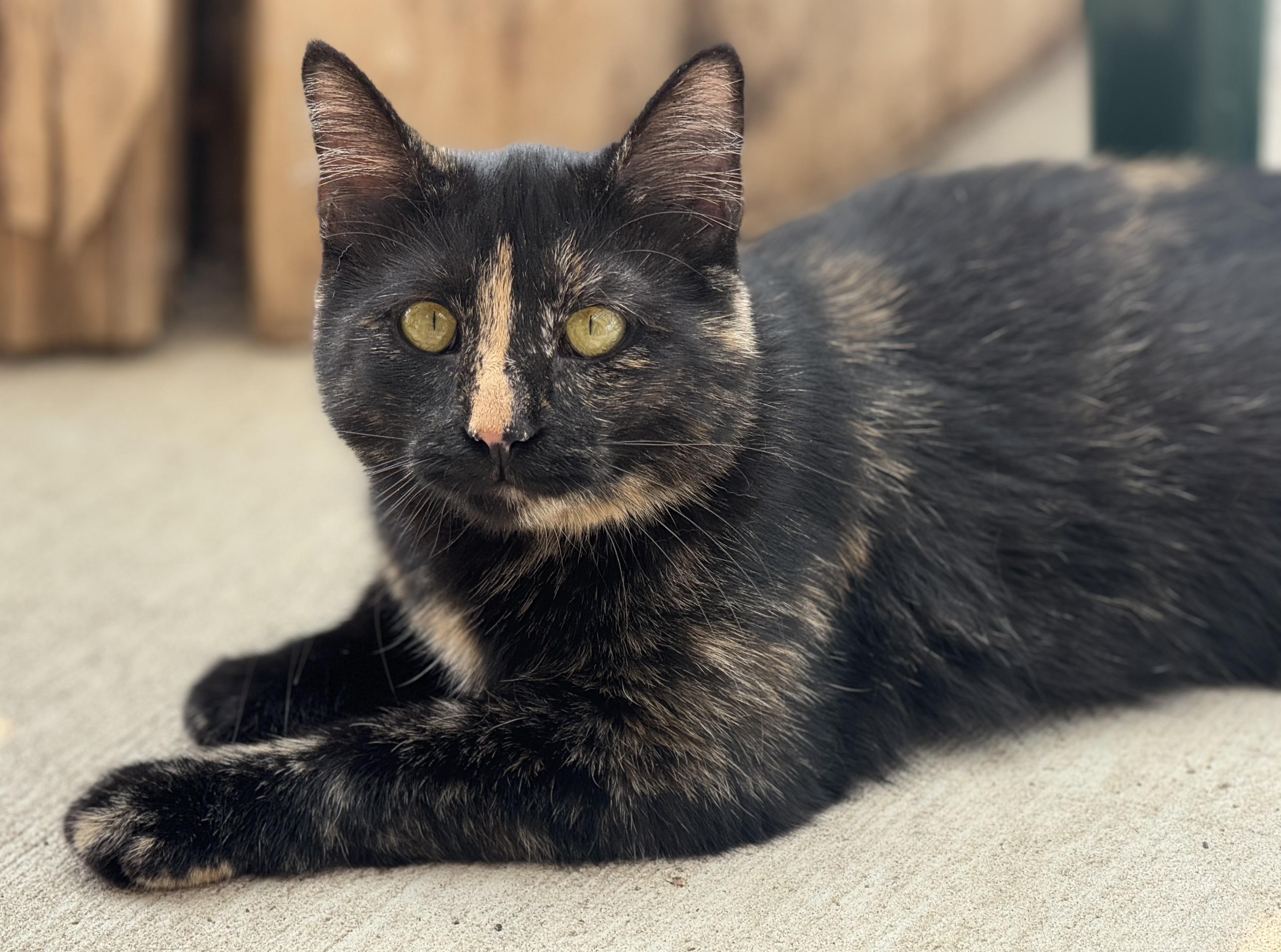 Daphne, an adoptable Tortoiseshell in Pierre, SD, 57501 | Photo Image 1