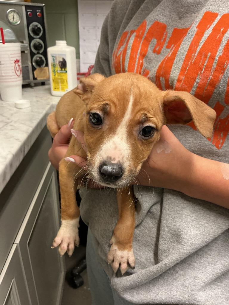 Enlarge Nessie, a Adoptable mixed breed in Dyersburg, TN image 1/1