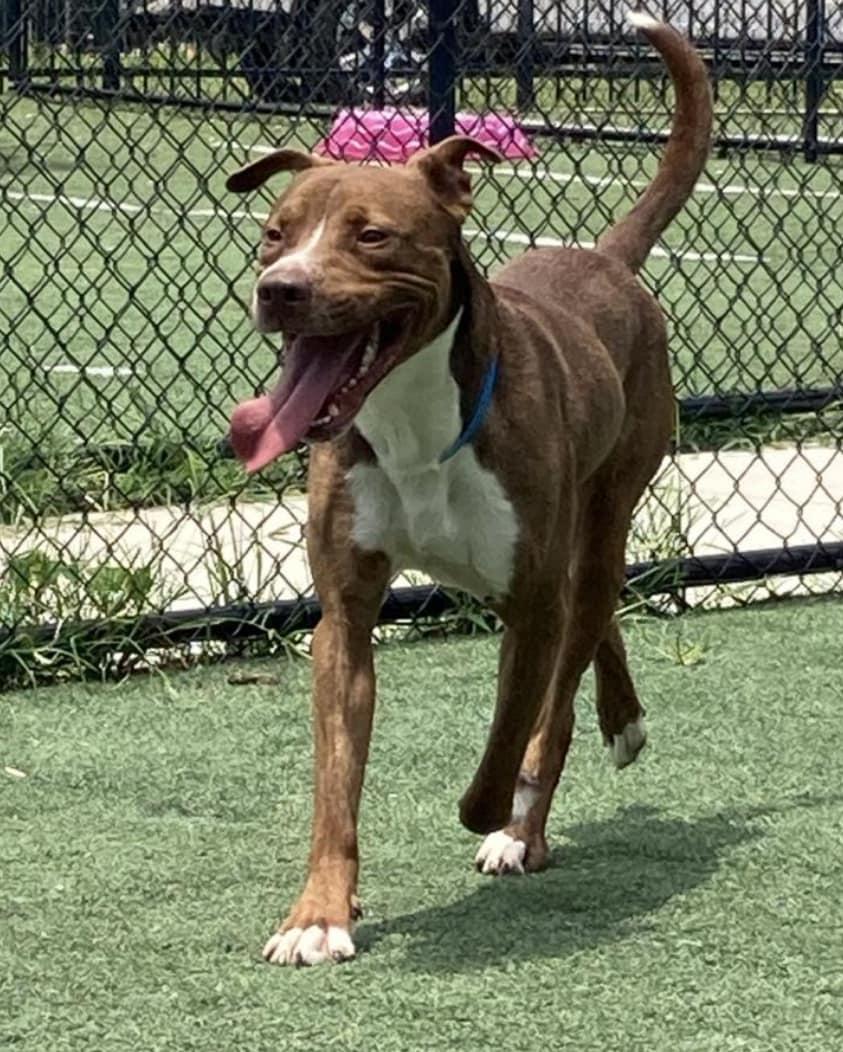 Crimson Chin, a Adoptable Pit Bull Terrier image 5/6