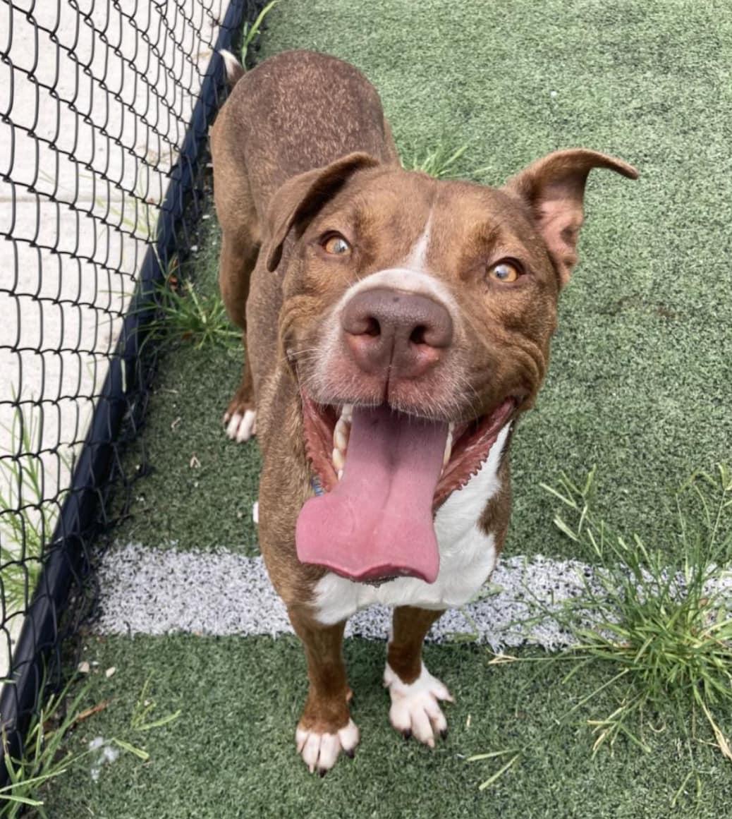 Crimson Chin, a Adoptable Pit Bull Terrier image 1/6