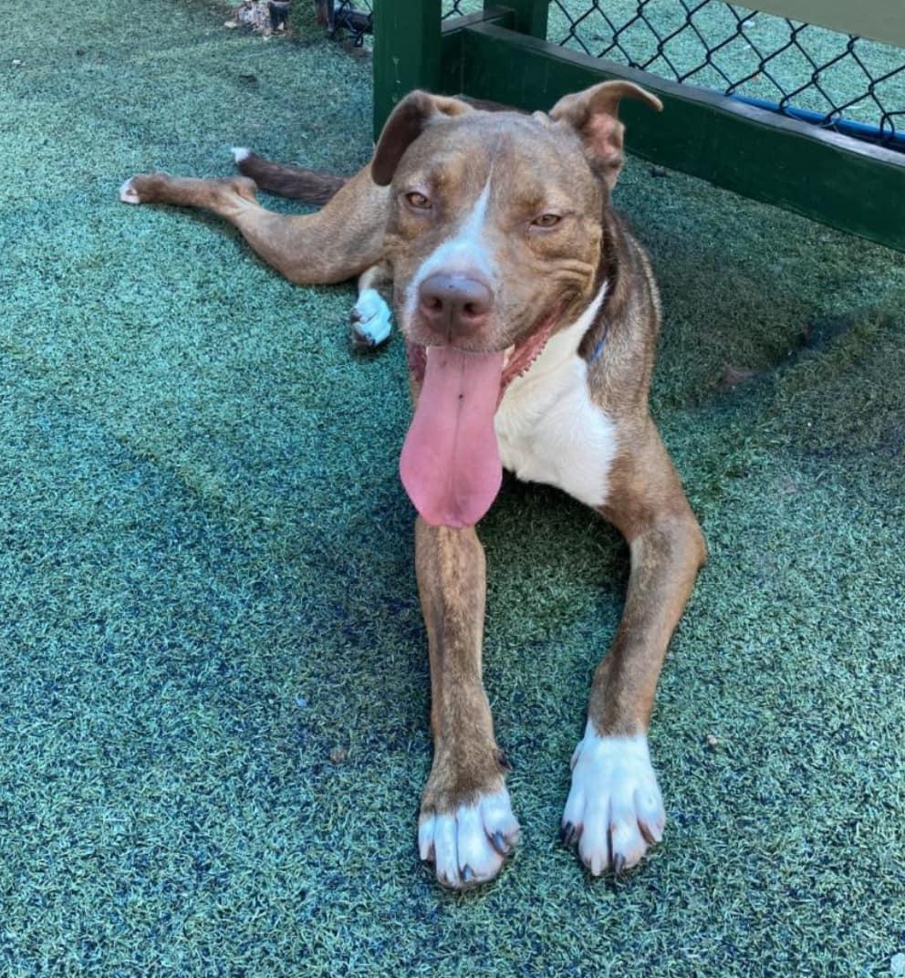 Crimson Chin, a Adoptable Pit Bull Terrier image 6/6