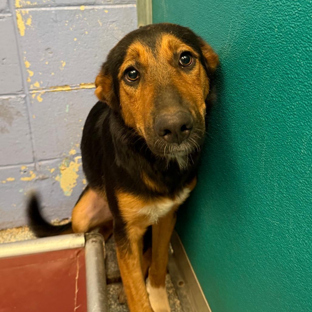 Enlarge Cierra, a Adoptable mixed breed in Stillwater, OK image 1/1